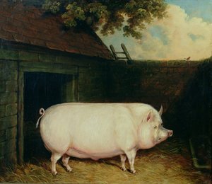 Un cochon dans sa porcherie